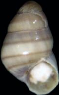 Eatonina cossurae